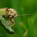 Mirid Bug (Lygus sp. ?)