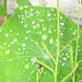 Raindrops on the leaves