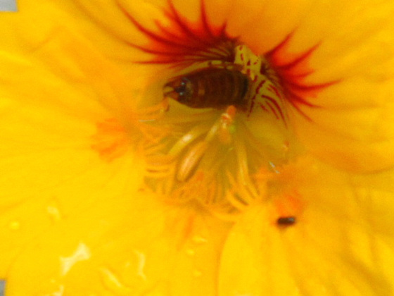 Some insect inside the flower