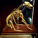 Skeleton of a Dog