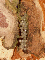 2033 Lymantria monacha (Black Arches) Eggs
