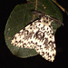 2033 Lymantria monacha (Black Arches) Male