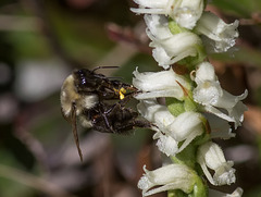 Going in -- Bombus species (Bumble Bee) pollinating Spiranthes cernua (Nodding Ladies'-tresses orchid)