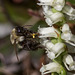 Going in -- Bombus species (Bumble Bee) pollinating Spiranthes cernua (Nodding Ladies'-tresses orchid)