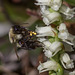 Backing out -- Bombus species (Bumble Bee) pollinating Spiranthes cernua (Nodding Ladies'-tresses orchid)