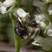 Bombus species (Bumble Bee) pollinating Spiranthes cernua (Nodding Ladies'-tresses orchid)
