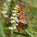 Agraulis vanillae (Gulf Fritillary butterfly) on Spiranthes cernua (Nodding Ladies'-tresses orchid)