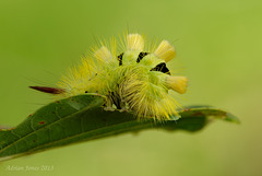 Pale Tussock Moth Caterpillar (Calliteara pudibunda)