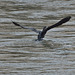 BESANCON:  Un grand cormoran, ou cormoran commun (Phalacrocorax carbo) -01