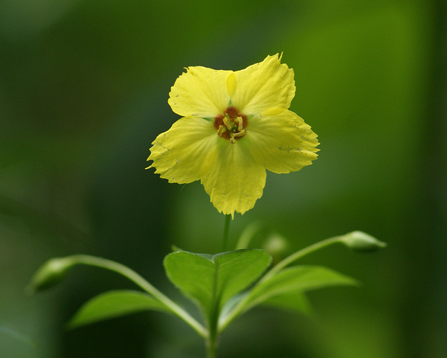lysimaque cilié/fringed loosestrife
