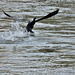 BESANCON:  Un grand cormoran, ou cormoran commun (Phalacrocorax carbo) -02.