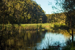 The wetlands nature reserve