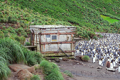 The old Sandy Bay hut - and neighbours