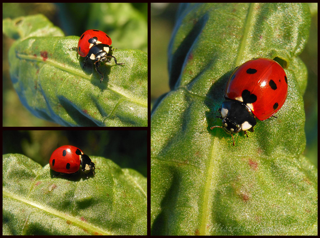 ` love ladybug `