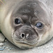 Elephant seal pup