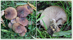 Mushrooms - ID? Wood Blewits?