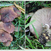 Mushrooms - ID? Wood Blewits?