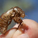 Cicada Moult