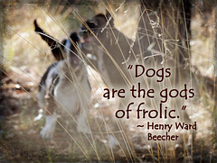 279/365: "Dogs are the Gods of Frolic." ~ Henry Ward Beecher