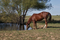 Horse Drinking At Pond
