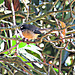 Fantail in Branches