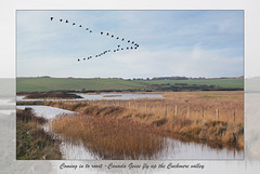 Canada Geese flying up the Cuckmere - 3.2.2014