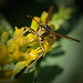 Male Northern Paper Wasp on Goldenrod Blossom