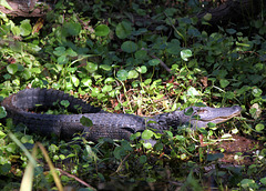 Alligator, Hilton Head