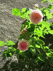 Des roses lumineuses