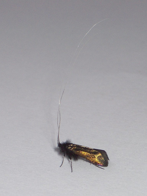 0150 Adela reaumurella male showing antennae length