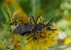 A pair of mating Leaf Footed bugs sadly that means more to kill off my cacti ! X Rated !