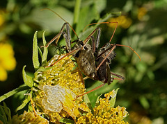A pair of mating Leaf Footed bugs & a Cucumber Bug looking on !