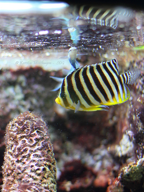 Zebra-Zwergkaiserfisch (Hagenbeck)