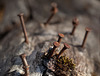 Bokeh Thursday: Rusty Nails in Destroyed Oak Tree