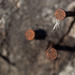 Bokeh Thursday: Destroyed Deer Hair on Rusted Nail Sticking out of Destroyed Tree