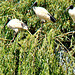 African sacred Ibis in a tree 2
