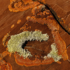 Lichens on Red Rock Coulee boulder