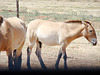 Mongolian Horses.