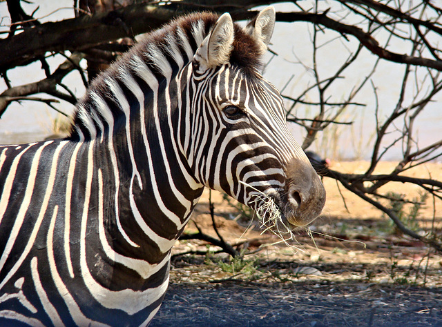 Zebra with a mouth full of hay
