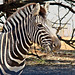 Zebra with a mouth full of hay