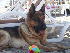 Daman - the lovely dog who guards Dogan's hotel