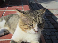 The old "bruiser" cat, very gentle but old