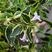 Abelia x grandiflora ' Hopleys