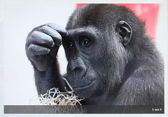 Interaktiver Foto-Bildschirm im neuen Menschenaffenhaus (Wilhelma)