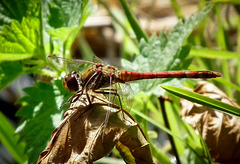 Drago the Dragonfly