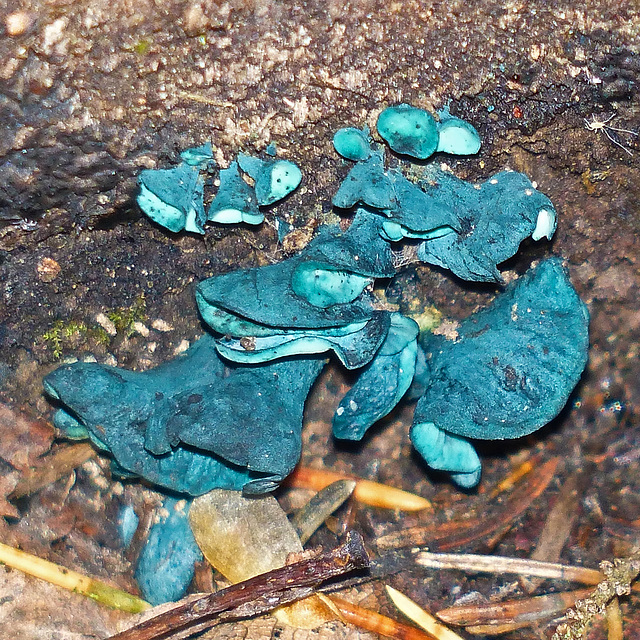 Blue Stain / Chlorociboria aeruginascens