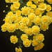 Anemone Chrysanthemums
