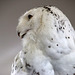 Profile of a female snowy owl