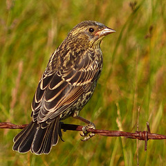 Red-winged Blackbird juvenile