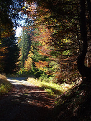 Herbstwald in Kärnten
